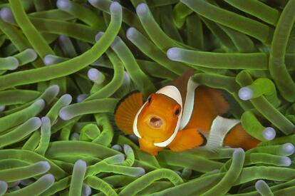 Este curioso gesto de un pez payaso en las cosas de la isla Sulawesi del Norte, en Indonesia, mereció el disparo del fotógrafo. La anémona, refugio natural de estos peces, les ofrece protección a ellos y a sus huevas. Aunque quizá estén más protegidas si, como se ve en la imagen cuando se amplía, los pececitos están a recaudo dentro de la boca de un progenitor. La imagen es la ganadora de la categoría de fotografías hechas por niños de 11 a 14 años.