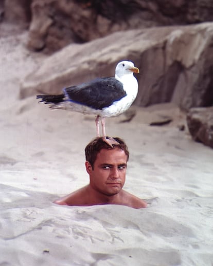 Marlon Brando en 1966 con una gaviota en la cabeza.