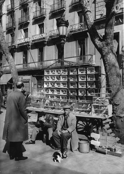 A street vendor selling birds on La Rambla in 1970.