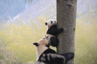 Giant panda Ximei plays with her one-year-old cub as it climbs a tree at Hetaoping Research and Conservation Center in Wolong, Sichuan province, January 27, 2016. REUTERS/China Daily ATTENTION EDITORS - THIS PICTURE WAS PROVIDED BY A THIRD PARTY. THIS PICTURE IS DISTRIBUTED EXACTLY AS RECEIVED BY REUTERS, AS A SERVICE TO CLIENTS. CHINA OUT. NO COMMERCIAL OR EDITORIAL SALES IN CHINA.
