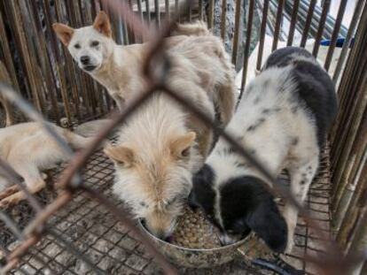 50 perros criados en Corea del Sur para consumo humano encuentran refugio en Montreal