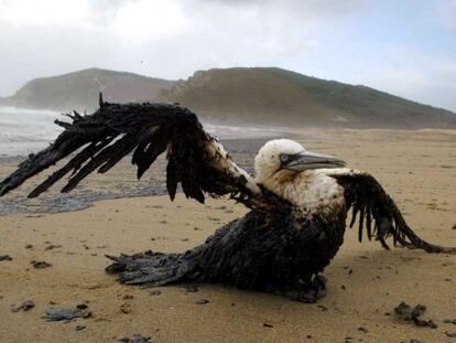 Un ave afectada por el fuel vertido por el Prestige, en la playa gallega de 'Mar de fora', cercana a Finisterre (A Coruña), el 21 de noviembre de 2002.