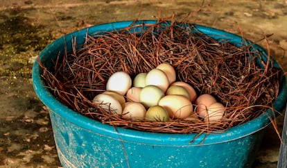 Huevos producidos en el Corredor Seco (Guatemala).