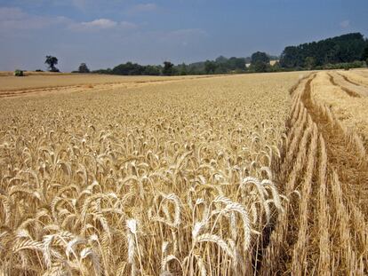 Precios de cereales: calma tras la tormenta