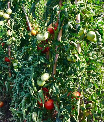 TOMATES CON DIFERENTES NIVELES DE MADURACIÓN / CAPEL