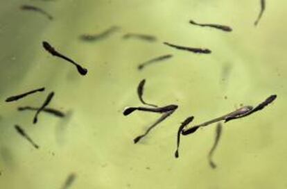 Fotografía del 29 de agosto de 2013 de camarones cultivados en el Centro de Investigación de la Acuicultura de Colombia (Ceniacua).