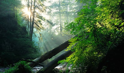 Virgin forest in the Carpathian Mountains in Romania