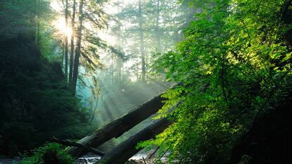 Bosque viejo en las montañas de los Cárpatos, en Rumania.