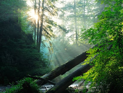 Bosque viejo en las montañas de los Cárpatos, en Rumania.