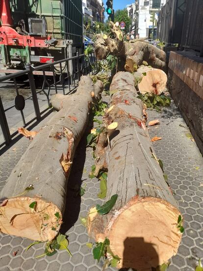 Varias ramas del ficus, junto a la parroquia de San Jacinto sevillana, el 18 de agosto de 2022.