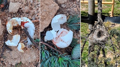 Daños ocasionados a un huevo y un nido durante las talas de árboles de Montecarmelo. Imágenes cedidas por la Asociación vecinal de Montecarmelo