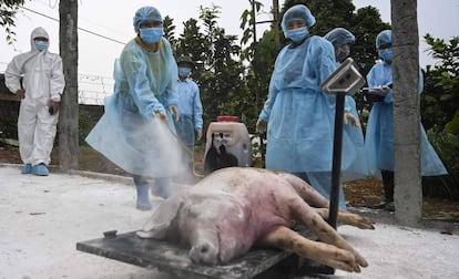 Un cerdo sacrificado en Hanoi el pasado 27 de mayo. 