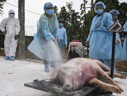 Un cerdo sacrificado en Hanoi el pasado 27 de mayo. 