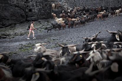 Un hombre se pasea entre las cabras que serán mojadas en el mar como parte de la tradición guanche, 24 de junio de 2013.