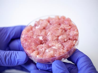 Un ingeniero alimentario sostiene en una placa de Petri una muestra de carne cultivada en laboratorio.