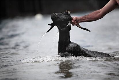 Momento en el cual una de las cabras es introducida por la fuerza en el agua en una de las playas del Puerto de la Cruz, 24 de junio de 2013.