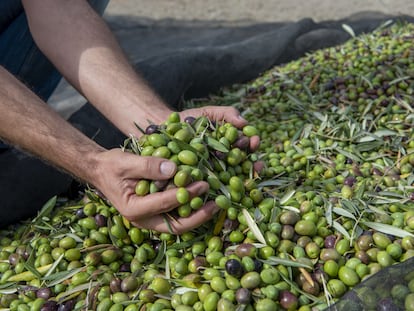 Recolección de aceituna verde en un olivar de Fincas la Torre, Jaén.