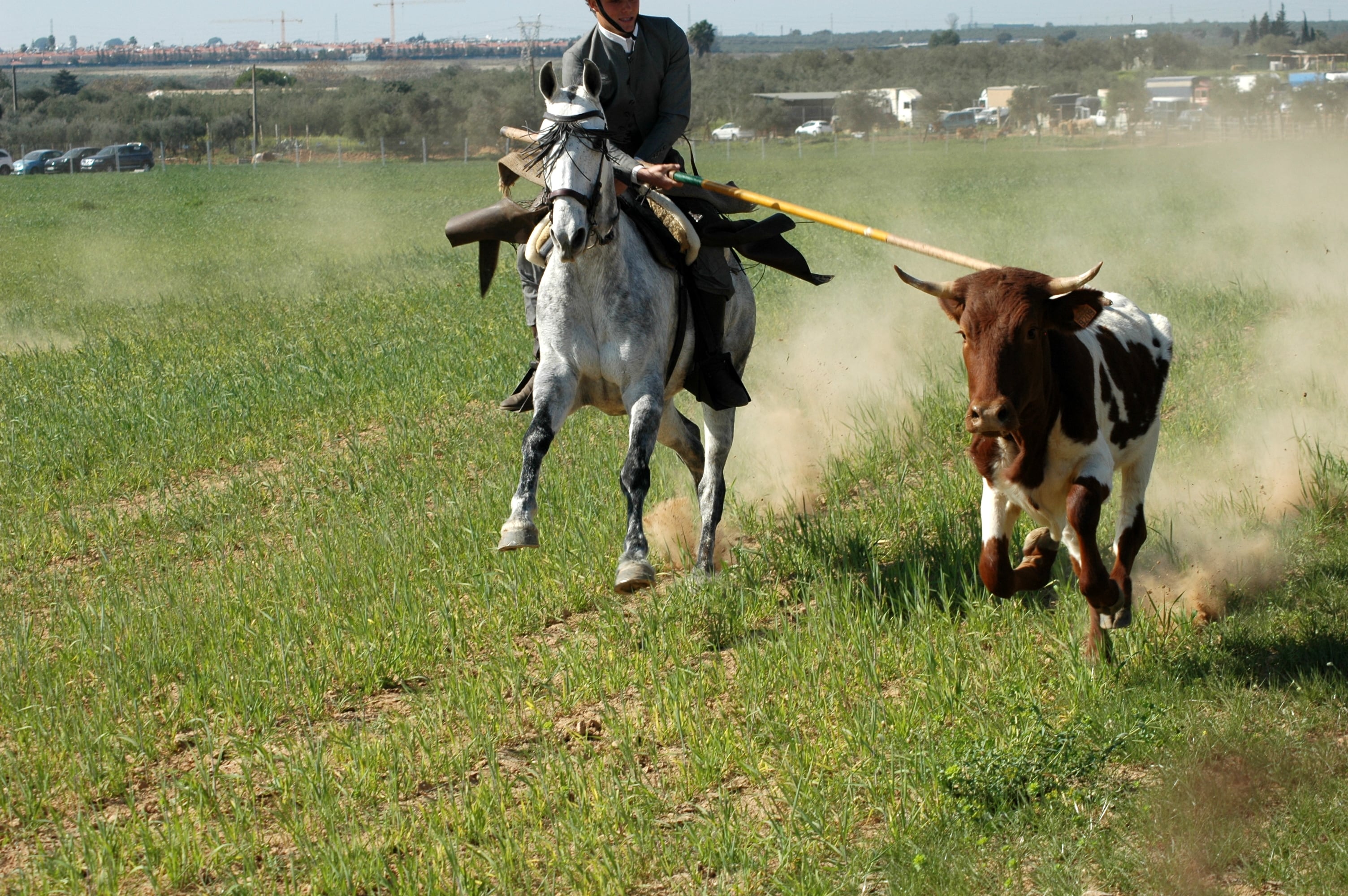 Un caballista intenta derribar una vaca, en una competición de Palomares del Río (Sevilla), en 2020. / M. RUEDA
