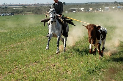 Un caballista intenta derribar una vaca, en una competición de Palomares del Río (Sevilla), en 2020. / M. RUEDA