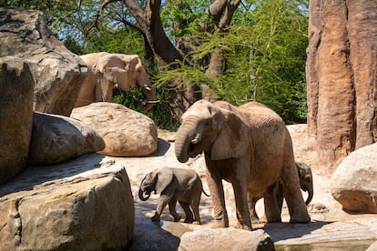 Familia de elefantes africanos de Bioparc Valencia.