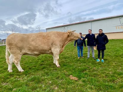 'Pocholo', el buey más grande del mundo, con la familia Guijarro.