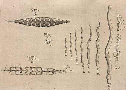 Etapas de crecimiento de la anguila. Lámina XIV del tratado Observaciones de vida de los animales, que se encuentran en animales vivos, de Francesco Redi (1684, Florencia). 