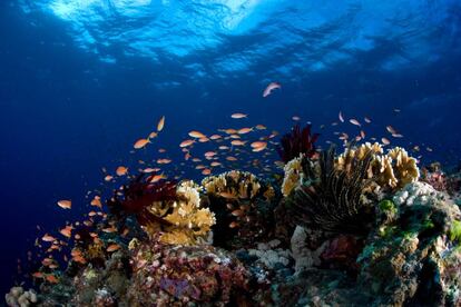 Arrecife en los fondos de Okinawa