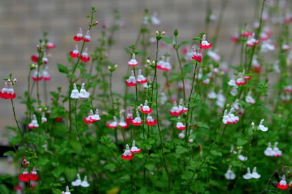 Una salvia 'Hot Lips' muestra cómo sus flores pasan del blanco al rojizo con el paso de los días.