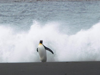 Pingüino rey saliendo del agua.