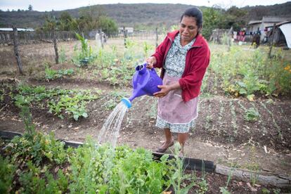 Juana Pérez riega parte de la plantación que cuida junto a otras mujeres de Chiapas. Las mujeres rurales tienen la capacidad de reducir el hambre y la pobreza si se les garantiza el acceso a recursos agrícolas.