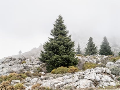 Los pinsapos más  jóvenes, tienen la forma triangular del árbol de Navidad. Se diferencian de los abetos del norte por sus hojas más gruesas y cortas.