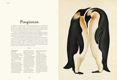 El pingüino emperador (en la imagen) puede superar el metro de altura. Para calentarse se pegan unos a otros con una rutina metódica y solidaria. Cada pingüino se turna para afrontar las bajas temperaturas en el círculo exterior y luego moverse hacia los círculos del centro donde recibe el calor del grupo. Pueden permanecer sumergidos hasta 18 minutos y recorrer un millar de kilómetros para ir de caza. Son los machos los que incuban el huevo que le transfiere la hembra, que regresa al lugar cuando ha nacido el pollo