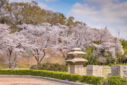 Primavera en los jardines del Museo Nacional de Gyeongju.