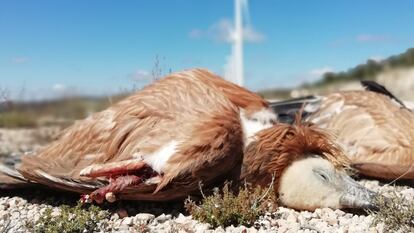 Un buitre leonado muerto por el impacto con las aspas de un aerogenerador.