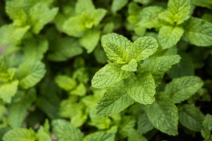 Close up of mint plant / plantation