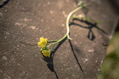 "Hay que ayudarlas [a las abejas], especialmente después de la invernada. Contamos con la bondad de la naturaleza, que aún resiste, y que se ve en la flor amarilla, por ejemplo, o en la nobleza del Caldén", opina Rost. El bosque de Caldén, árbol autóctono pampeano, es único en su tipo y es refugio de la fauna regional. Debido a la tala indiscriminada y el monocultivo, ahora corre peligro de extinción.