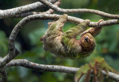 Los perezosos, uno de los animales más característicos de Costa Rica.