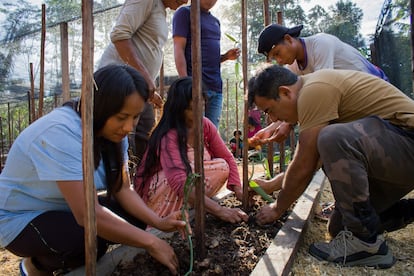 Turistas y locales trabajan en la siembra de vainilla en la provincia de Napo (Ecuador).