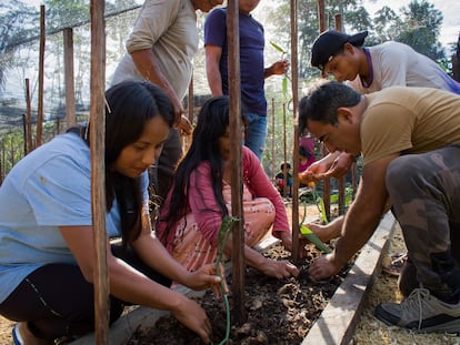 Turistas y locales trabajan en la siembra de vainilla en la provincia de Napo (Ecuador).