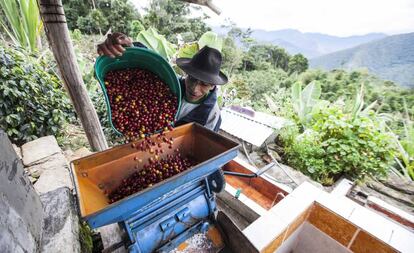 Ra&uacute;l Maman&iacute;, uno de los productores m&aacute;s destacados de caf&eacute; en Per&uacute;.