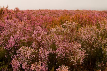 Carqueixa o brezo de monte en flor en la Alzada de Pandozarco en la Serra dos Ancares (Lugo), donde antiguamente se llevaban el ganado o se cultivaban cereales en la época estival.