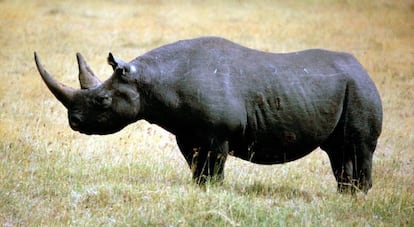 Un rinoceronte negro, en una imagen de archivo.