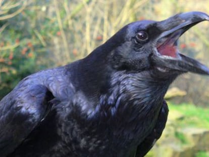 Los cuervos reaccionan ante animales de su especie muertos.