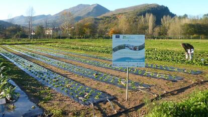 Parcela tratada con las técnicas alternativas a los productos fitosanitarios en Navarra.