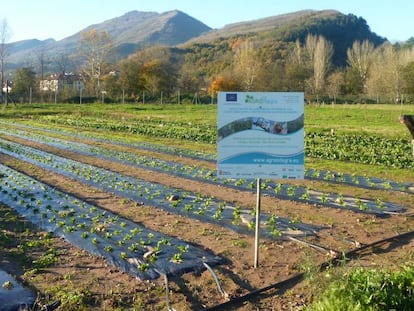 Parcela tratada con las técnicas alternativas a los productos fitosanitarios en Navarra.