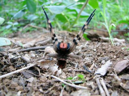 Cuando se siente amenazada, la araña bananera adopta una postura erguida, con las dos patas delanteras levantadas y balanceándose de un lado a otro.