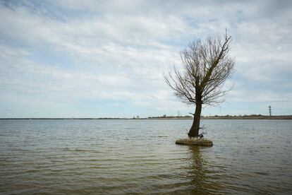 Un árbol en el río Dnieper, donde comienza el Canal de Crimea del Norte, en mayo de 2021 en Nova Kakhovka, Ucrania.