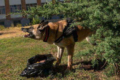 Lady ladra al localizar una bolsa con restos humanos escondidos en el exterior del centro de donación de cadáveres de la Universidad de Medicina de la Complutense en Madrid. 