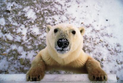 Ver a un oso polar de cerca asusta.