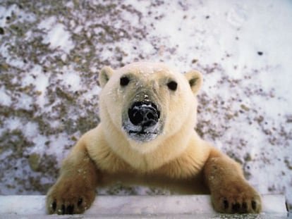 Ver a un oso polar de cerca asusta.